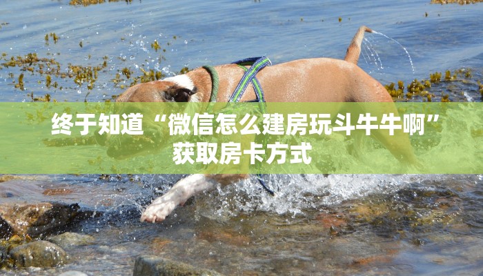 独家了解“微信牛牛金花群”详细获取房卡教程 独家了解“微信牛牛金花群”详细获取房卡教程