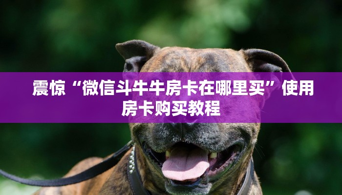  震惊“微信斗牛牛房卡在哪里买”使用房卡购买教程