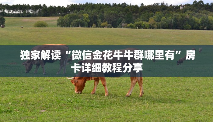 独家解读“微信金花牛牛群哪里有”房卡详细教程分享 独家解读“微信金花牛牛群哪里有”房卡详细教程分享