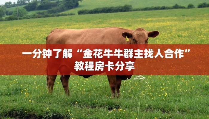  一分钟了解“金花牛牛群主找人合作”教程房卡分享