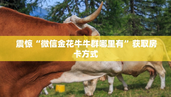 重要信息“牛牛炸金花房卡”(详细分享开挂教程) 重要信息“牛牛炸金花房卡”(详细分享开挂教程)