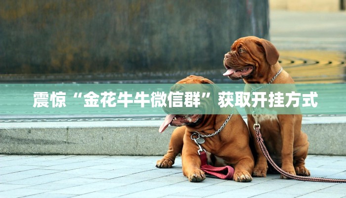 震惊“金花牛牛微信群”获取开挂方式 震惊“金花牛牛微信群”获取开挂方式