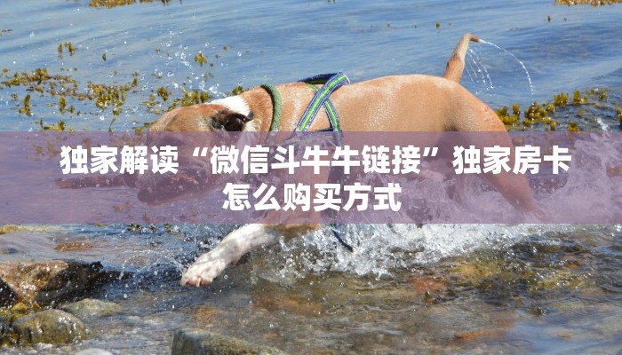 独家解读“微信斗牛牛链接”独家房卡怎么购买方式 独家解读“微信斗牛牛链接”独家房卡怎么购买方式